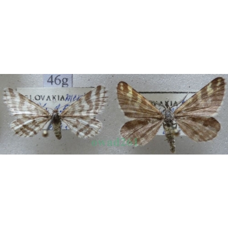 Narraga fasciolaria (Hufnagel, 1767) pair Witalnik byliczak Slovakia46g